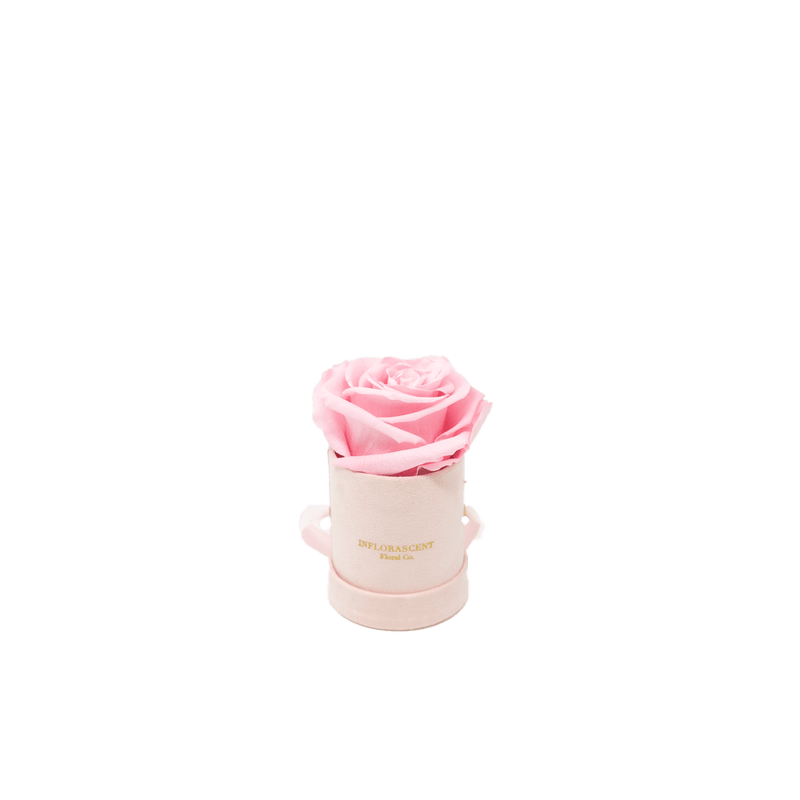 THE MINI