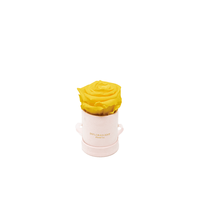 THE MINI